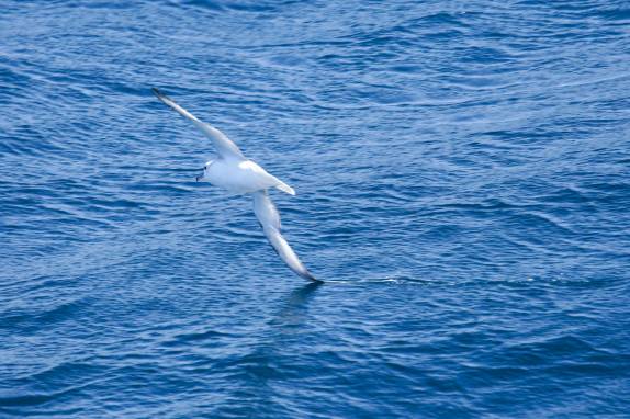 Um pássaro dá um rasante sobre o mar no trecho entre Buenos Aires e as Ilhas Malvinas (foto de JPSalakari)